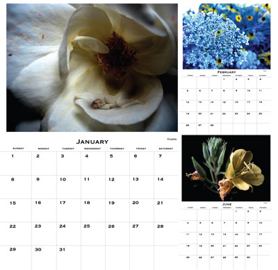Flowers Calendar 2006